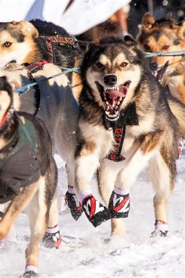  Första Afrikanska Spårhundstävlingen 2015: Ett historiskt ögonblick för Etiopiens hundsport och den globala Canicross-rörelsen